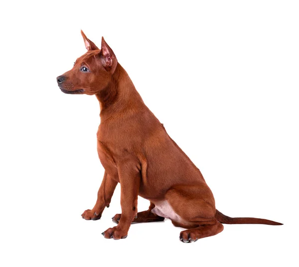 Thai ridgeback pup — Stockfoto