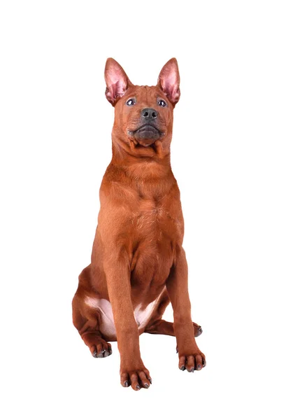 Thai ridgeback cucciolo — Foto Stock