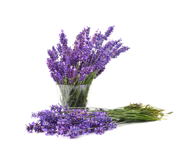 Beautiful violet lavender bouquet — Stock Photo, Image