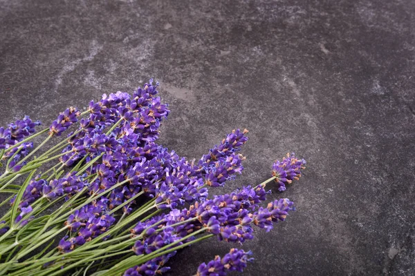 Flores frescas de lavanda —  Fotos de Stock