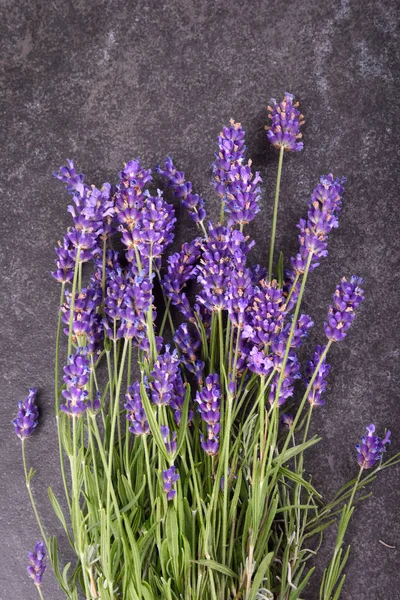 Färska lavendel blommor — Stockfoto