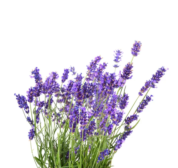 Färska lavendel blommor — Stockfoto