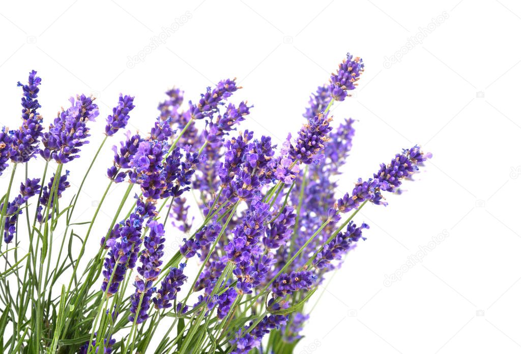 Bunch of lavender