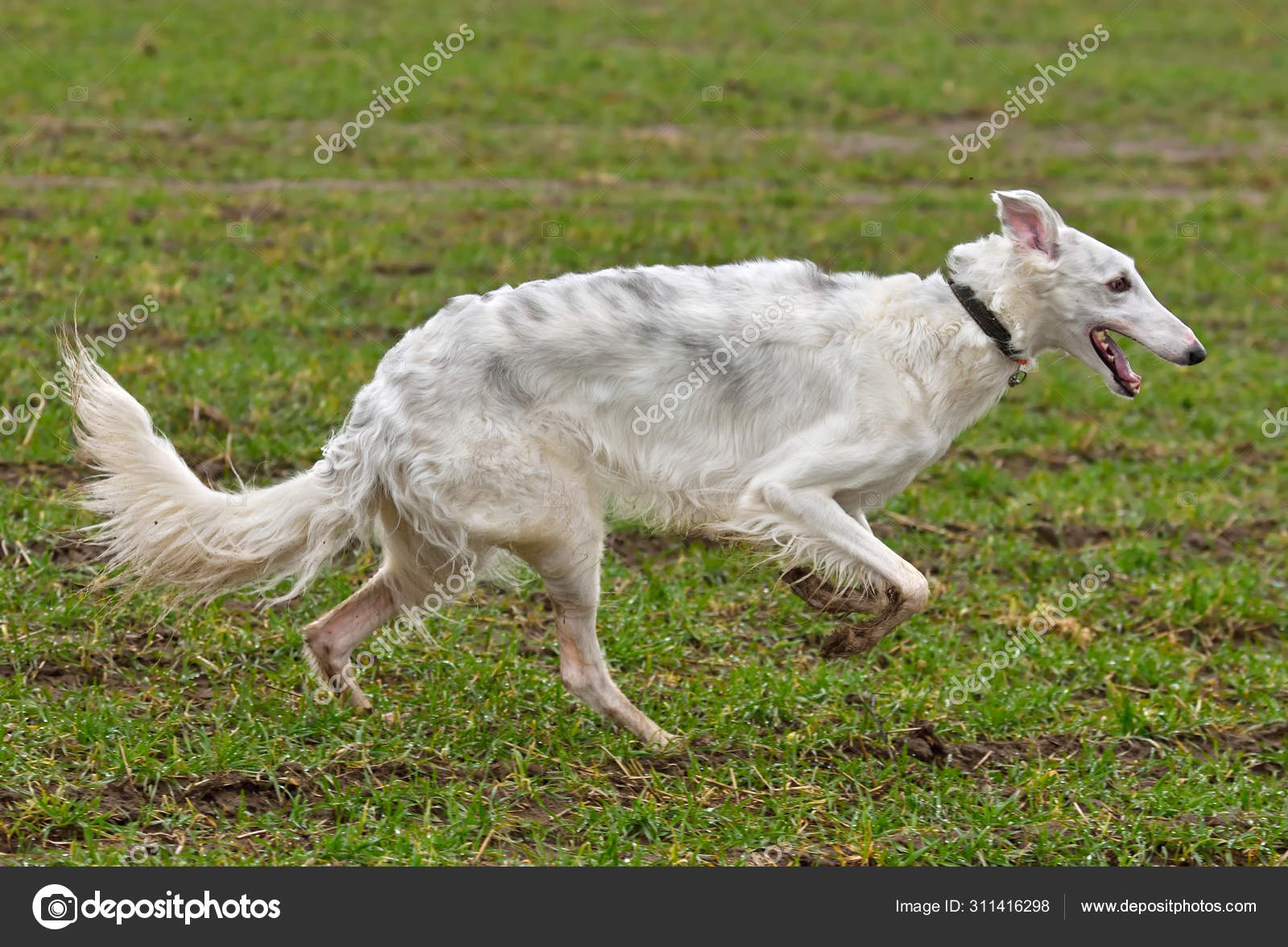 Cachorro Correndo Ilustração Dos Desenhos Animados Cachorro Correndo Clip  Art Vetor PNG , Corrida, Clipart, Cão Ilustração Imagem em Pngtree, Royalty  Free, image size:1600x1177