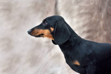 Siyah ve bronz minyatür yumuşak dachshund