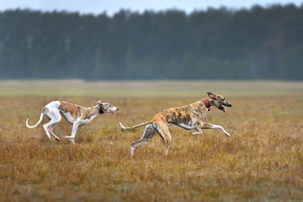 Deux whippets en marche — Photo