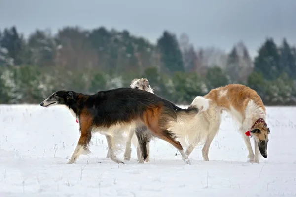 Hunting with borzoi dogs — Stock Photo, Image