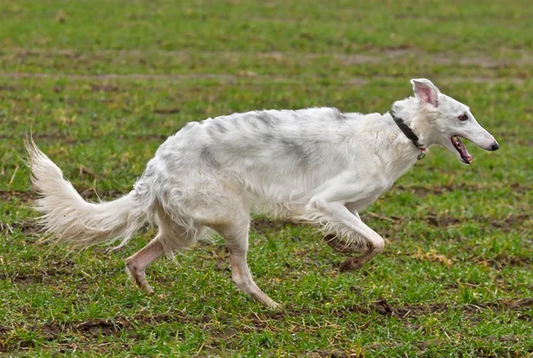 Hunting with borzoi dog — Stock Photo, Image