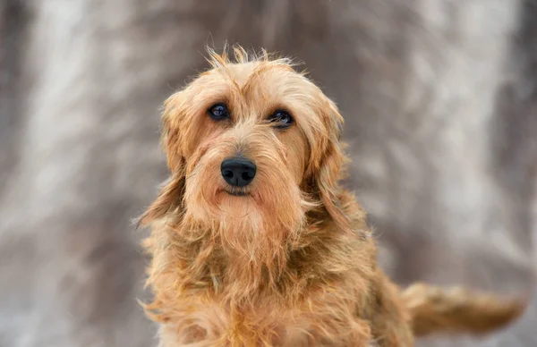 A wirehaired dachshund — Stock Photo, Image