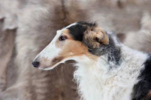 Rus wolfhound portresi — Stok fotoğraf