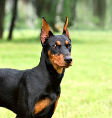 Tan-and-black German Pinscher veya Doberman dog yeşil çimlerde kuyruğu ve kulakları kesilmiş