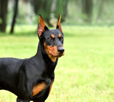 Tan-and-black German Pinscher veya Doberman dog yeşil çimlerde kuyruğu ve kulakları kesilmiş