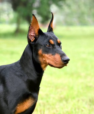 Tan-and-black German Pinscher veya Doberman dog yeşil çimlerde kuyruğu ve kulakları kesilmiş
