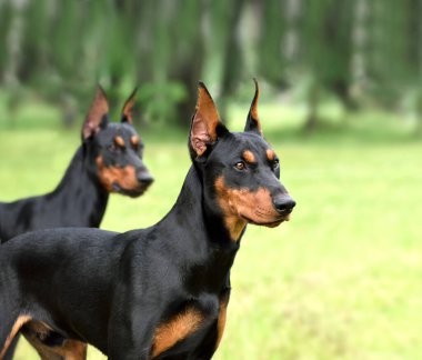 İki güzel esmer ve siyah Alman Pinscher, yeşil bir arka arkaya kesilmiş kulakları var.
