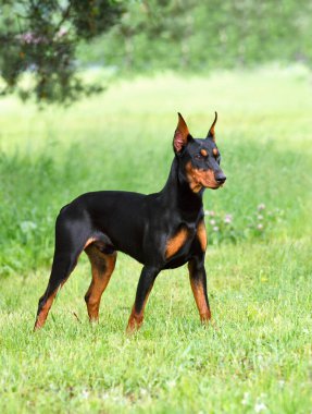 Tan-and-black Doberman köpeği yeşil çimlerin üzerinde kesilmiş kulakları var