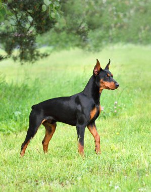 Kırpılmış kuyruğu ve kulakları yeşil bir arka planda duran güzel esmer ve siyah Alman Pinscher