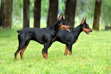 Kırpılmış kuyruğu ve kulakları yeşil bir ormanda duran iki güzel esmer ve siyah Alman Pinscher.