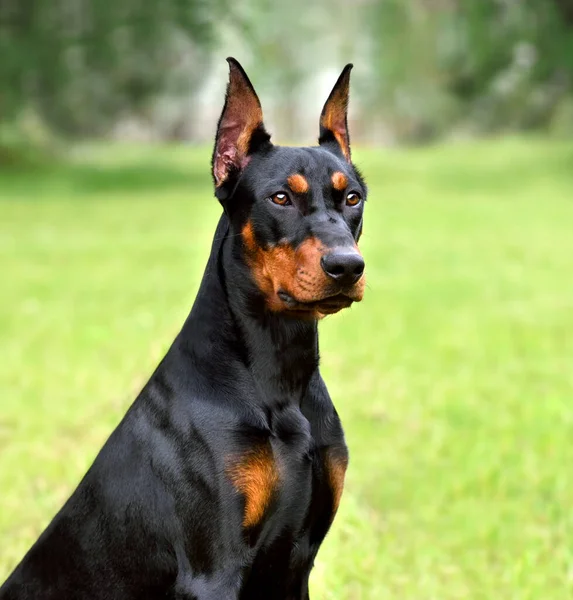 Μαύρο Και Μαύρο Doberman Σκυλί Κομμένα Αυτιά Πράσινο Γρασίδι Backgraund — Φωτογραφία Αρχείου