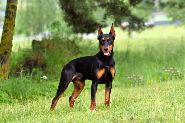 Piękny Niemiecki Pinscher Przyciętym Ogonem Uszami Stojącymi Zielonym Lesie — Zdjęcie stockowe