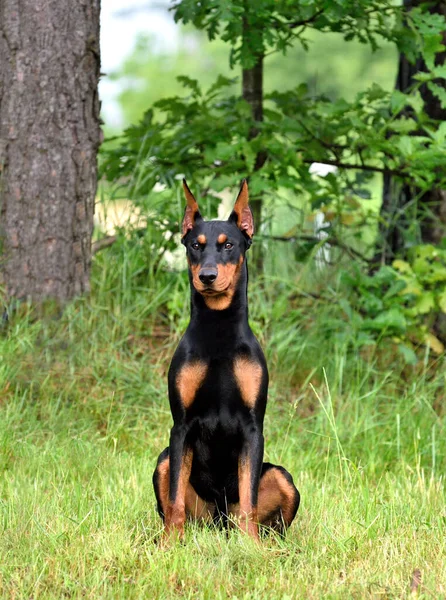 土黑相间的德国松雪犬或多伯曼犬 尾巴未割 耳朵长在绿草上 — 图库照片