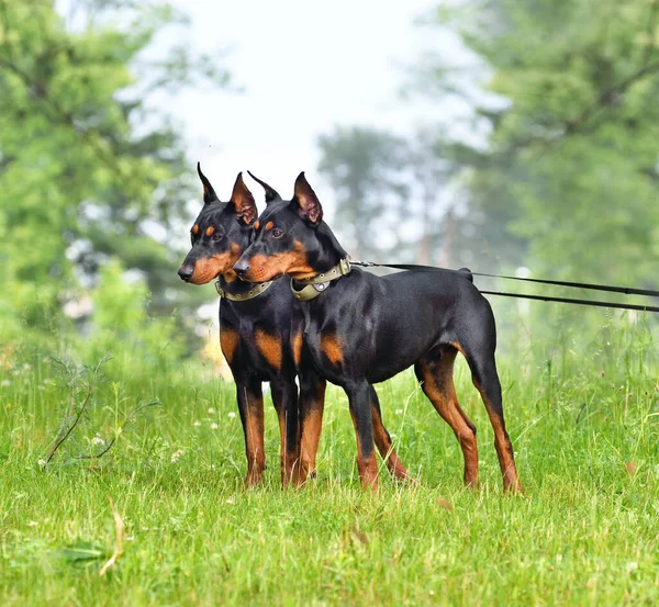 Két Gyönyörű Barna Fekete Német Pinscher Levágott Farokkal Fülekkel Egy — Stock Fotó