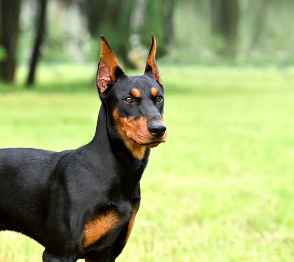 Tan Black German Pinscher Doberman Dog Cropped Tail Ears Green Stock Photo