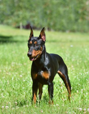 Kırpılmış kuyruğu ve kulakları yeşil bir ormanda duran güzel Alman Pinscher.