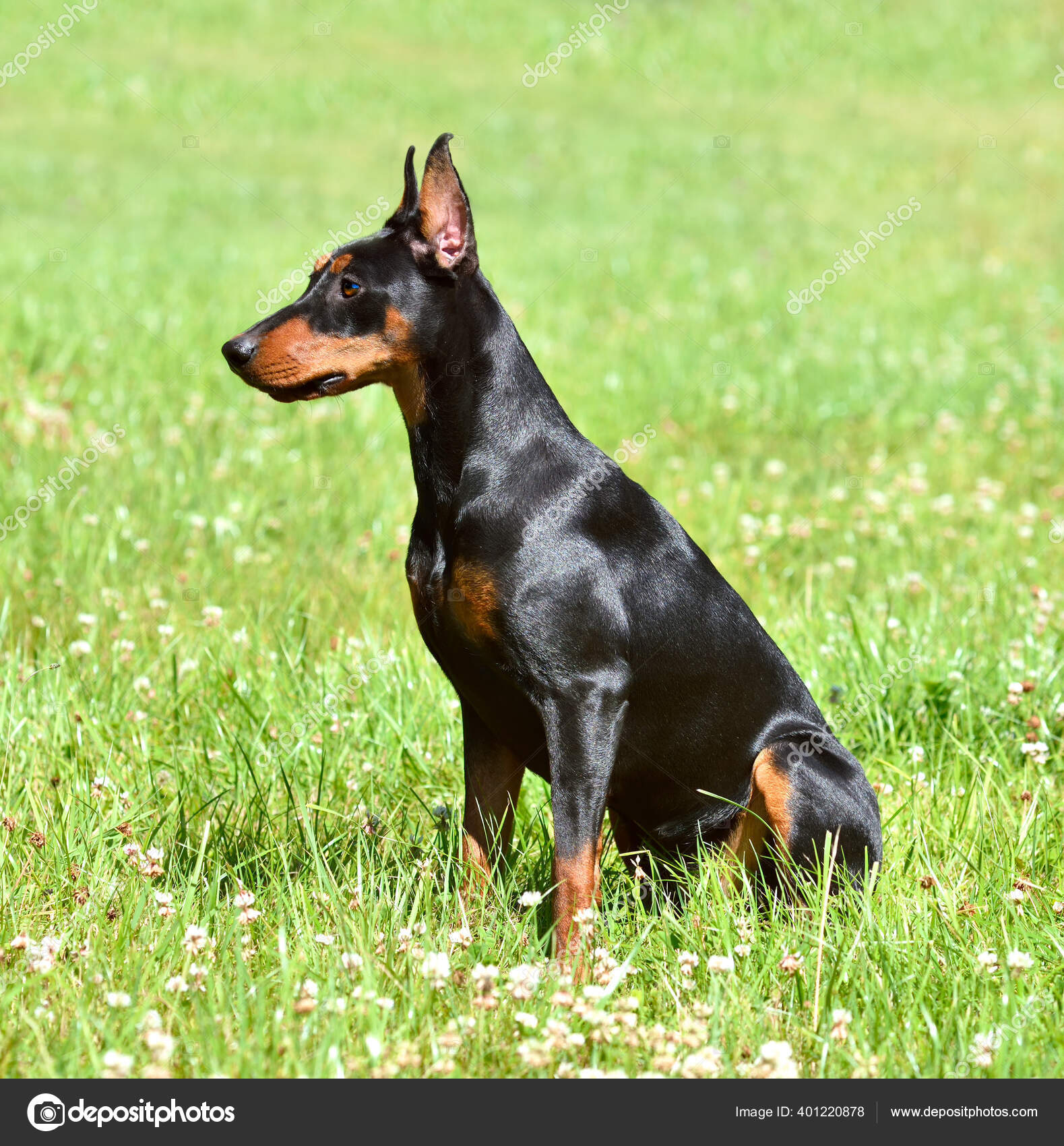 Tan Black German Pinscher Doberman Dog Uncropped Tail Ears Sitting