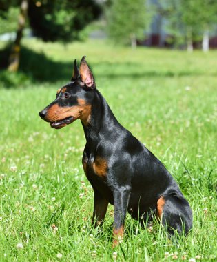 Kırpılmış kuyruğu ve kulakları yeşil bir ormanda duran güzel, esmer ve siyah Alman Pinscher.