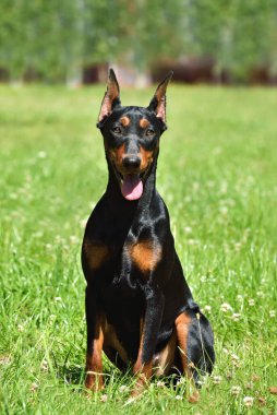 Güzel bronz tenli ve siyah Alman Pinscher 'ları ve yeşil kulakları var.