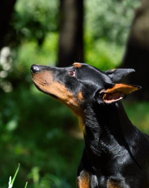 Bronz ve siyah doberman köpeği portresi ya da kesilmiş kulaklı Alman Pinscher.