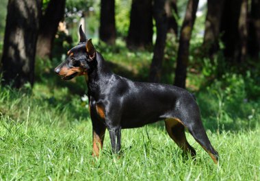 Kırpılmış kuyruğu ve yeşil çimlerin üzerinde duran güzel Alman Pinscher 'ı
