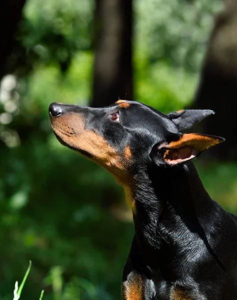 Portret Van Bruin Zwarte Doberman Hond Duitse Pinscher Met Bijgesneden — Stockfoto