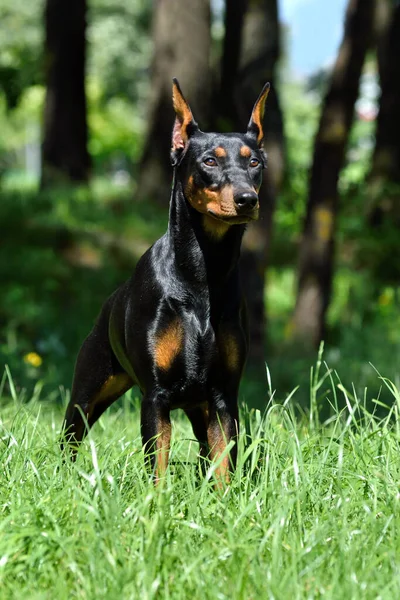 Bräunlich Schwarzer Dobermann Oder Pinscher Mit Abgeschnittenen Ohren Auf Grünem — Stockfoto