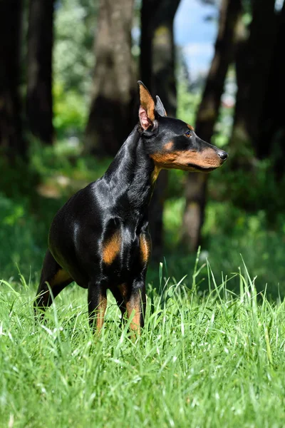 Piękny Brązowo Czarny Niemiecki Pinscher Przyciętym Ogonem Uszami Stojącymi Zielonym — Zdjęcie stockowe