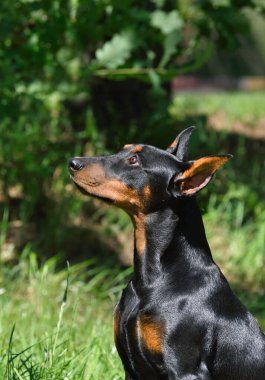 Bronz ve siyah doberman köpeği portresi ya da kesilmiş kulaklı Alman Pinscher.