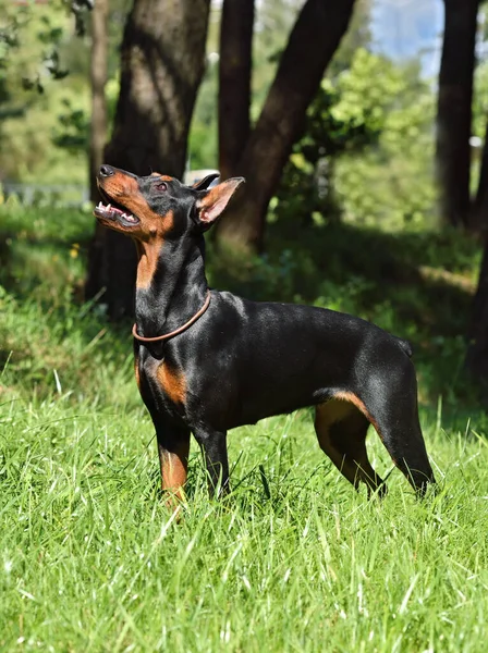 Schöner Pinscher Mit Abgeschnittenem Schwanz Und Ohren Steht Auf Grünem — Stockfoto