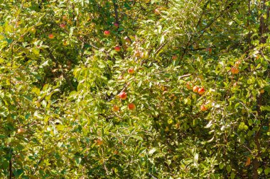 Elma ağacı dalları üzerinde ile manzara