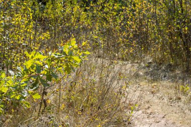 Sonbahar Orman büyüme ile manzara