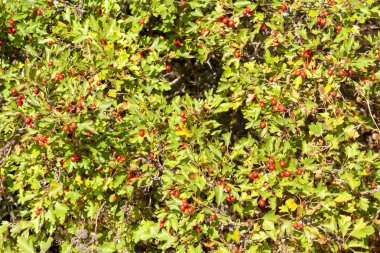 Alıç dalları olgunlaşmış meyve ile