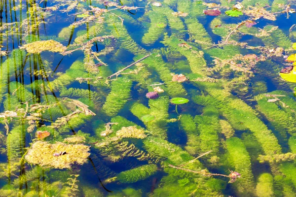 Green Algae Water Surface Background — Stock Photo, Image