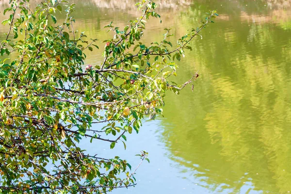 Elma ile ağaç dalları su yüzey üzerinde manzara.