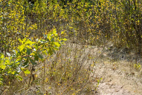 Sonbahar Orman büyüme ile manzara
