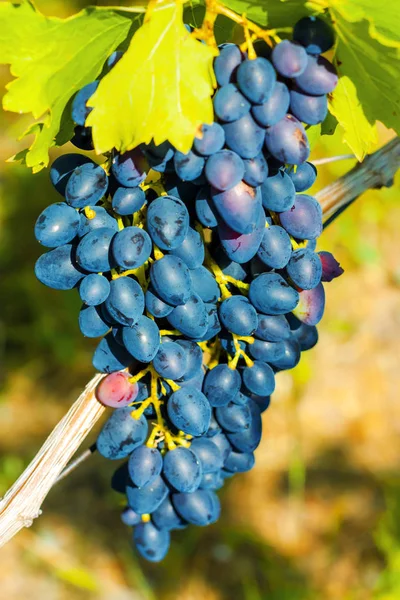 Bouquet Raisins Sur Espalier Vigne — Photo