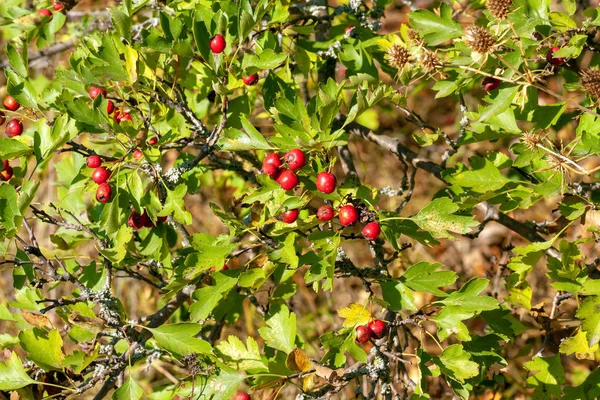 Branches Aubépine Avec Des Fruits Mûrs Gros Plan — Photo