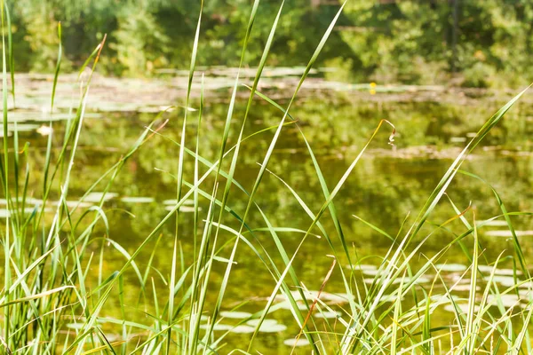 Green Grass Water Surface Background — Stock Photo, Image