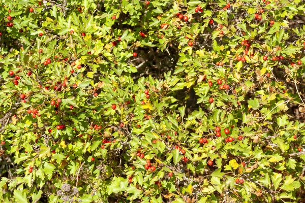 Alıç dalları olgunlaşmış meyve ile