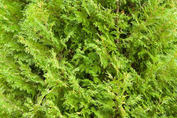 Nature Background Green Fir Branches — Stock Photo, Image