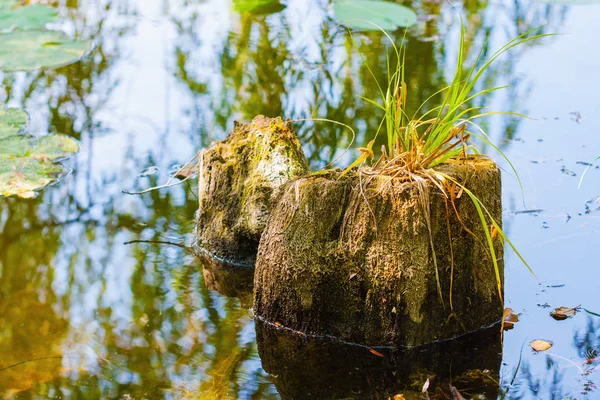 Paisaje Con Rastros Podridos Superficie Del Agua —  Fotos de Stock