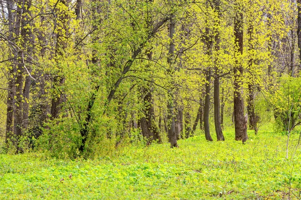 Paisagem Primavera Com Árvores Par — Fotografia de Stock